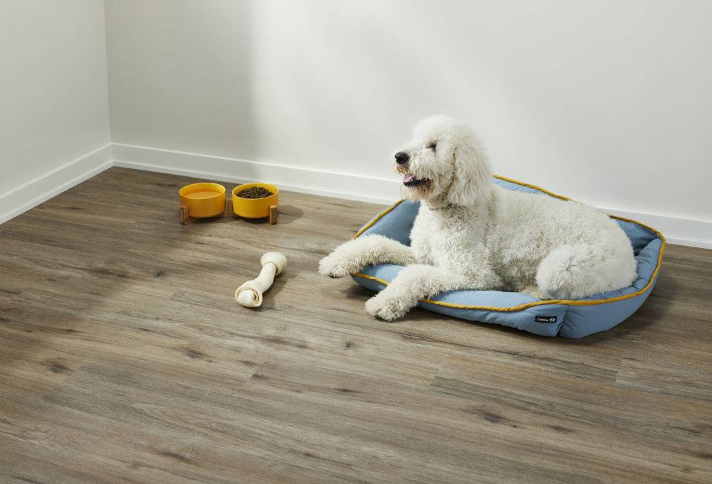 white dog laying in dog bed next to bone with food and water bowels on vinyl plank floors